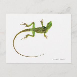 Postal Un lagarto en un suelo blanco puro