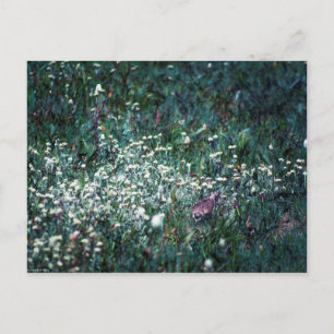 Postal Un laico en una pradera