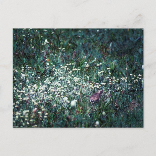 Postal Un laico en una pradera (Anverso)