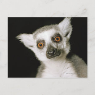 Postal Un lemur.