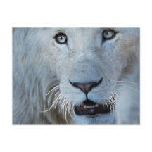 Un león blanco en Sudáfrica