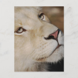 Postal Un león gentil se enfrenta a Sudáfrica