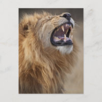 Un león macho maduro (Panthera leo) en Savuti