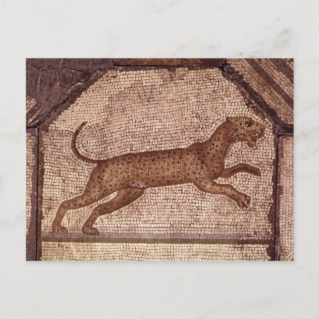 Postal Un leopardo (Anverso)