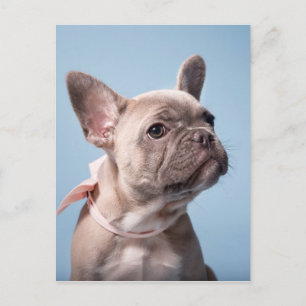 Postal Un lindo Bulldog francés