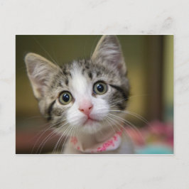 Postal Un lindo gatito con ojos verdes