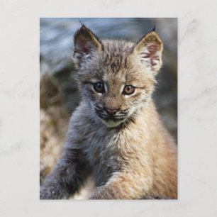 Postal Un lindo Lynx Kitten canadiense