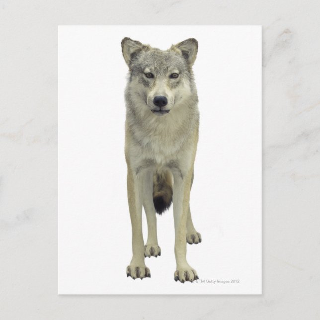 Postal Un lobo (Anverso)