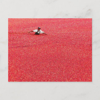 Postal Un mar de arándanos rojos