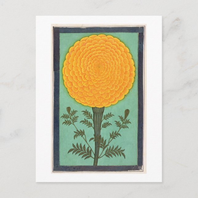 Postal Un Marigold, del álbum de la pequeña montaña (con  (Anverso)