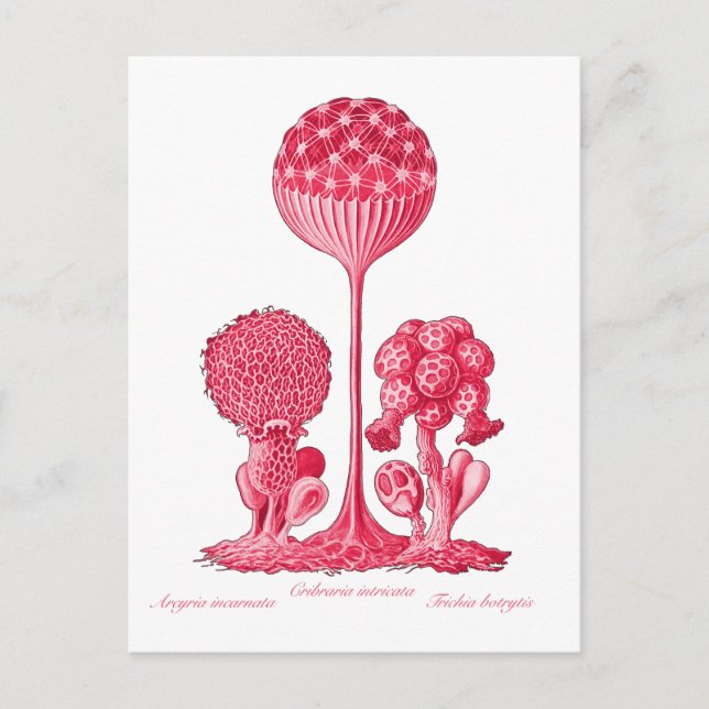 Postal Un molde resbaladizo (Anverso)