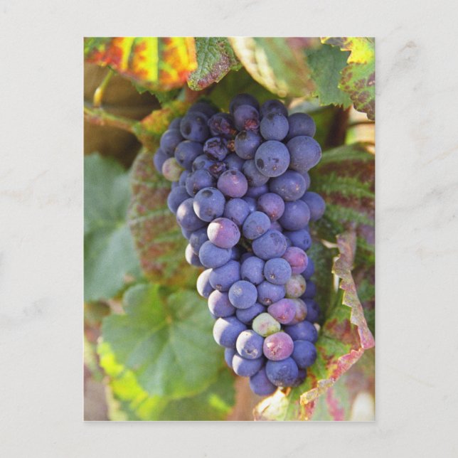 Postal Un montón de uvas de Pinot Noir en una Chambertin (Anverso)