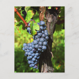 Postal Un montón de uvas maduras merlot en una vid con