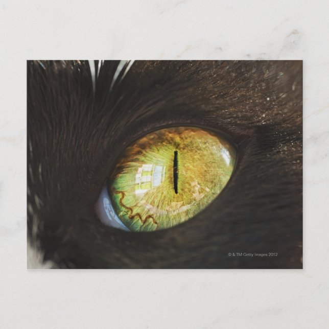 Postal Un ojo de gato (Anverso)