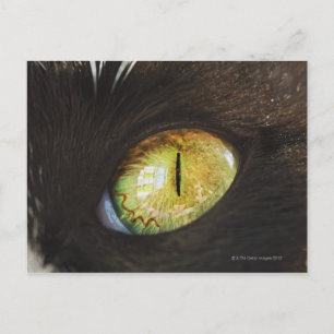 Postal Un ojo de gato