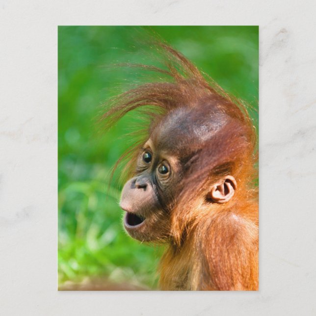 Postal Un orangután bebé lindo mira con asombro (Anverso)