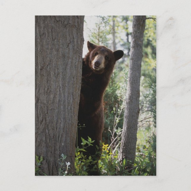 Postal Un oso de canela (Anverso)