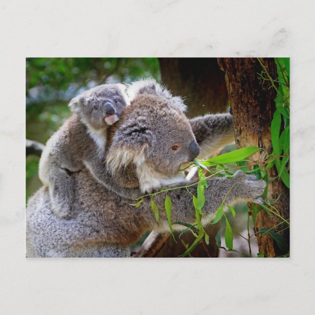 Postal Un oso de koala bebé con mamá en un árbol (Anverso)