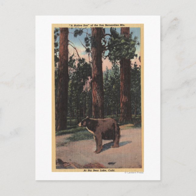 Postal Un oso marrón en los bosques (Anverso)