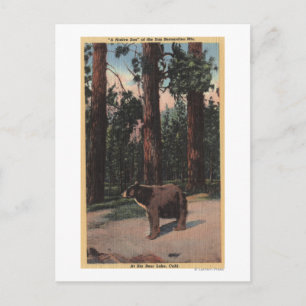 Postal Un oso marrón en los bosques