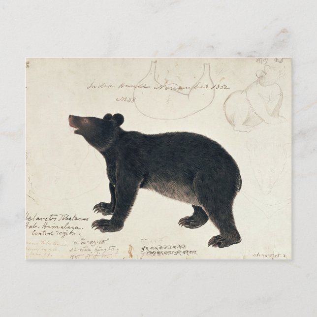 Postal Un oso negro asiático, "Ursus Tibetanus" (Anverso)