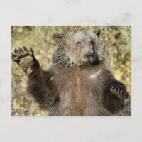 Un oso pardo agitador