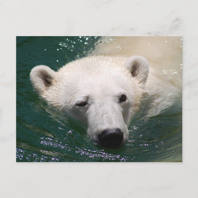 Postal Un oso polar sólo se está enfriando (Anverso)