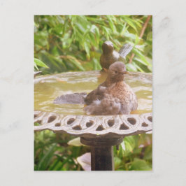 Postal Un Pájaro En La Bañera