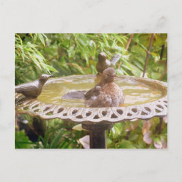 Postal Un Pájaro En La Bañera