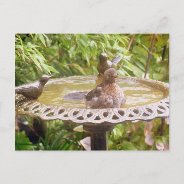 Postal Un Pájaro En La Bañera (Anverso)