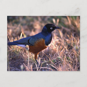 Postal Un pájaro irradia azul en el sol de la mañana