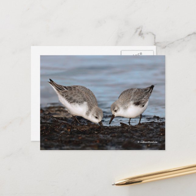 Postal Un par de albañiles de Sanderlings comparte una co (Anverso/Reverso In Situ)