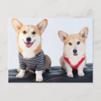 Un Par De Corgis Sentado En Un Baño