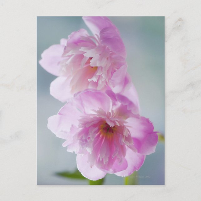 Postal Un par de flores de peonía rosada (Anverso)