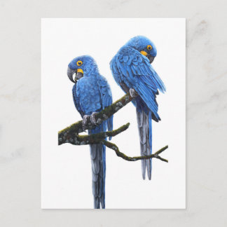 Postal Un par de macaws de Hyacinth