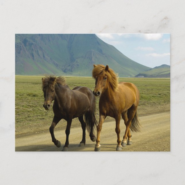 Postal Un par de ponis islandeses marrones (Anverso)