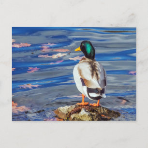 Postal Un pato representa un baño.