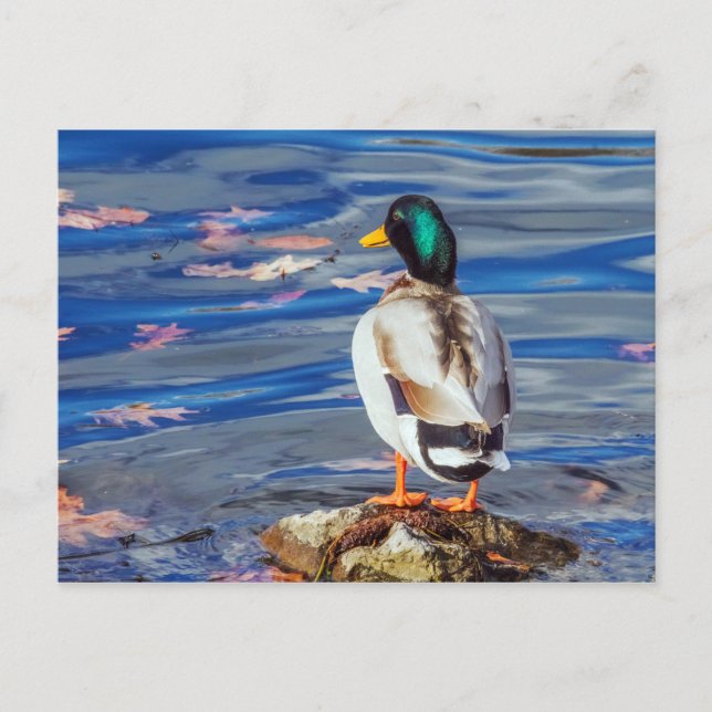 Postal Un pato representa un baño. (Anverso)