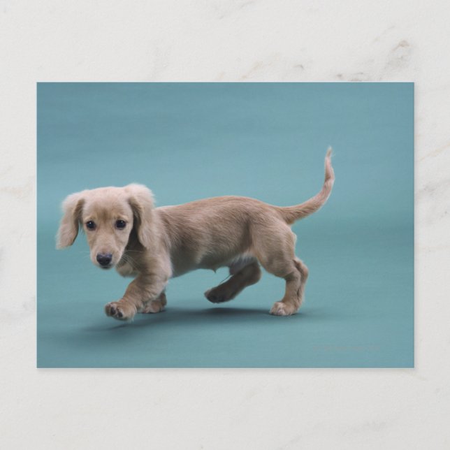 Postal Un pequeño dachshund beige (Anverso)