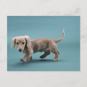 Postal Un pequeño dachshund beige