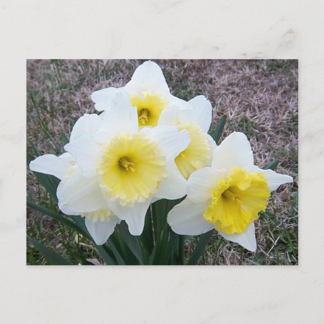 Postal Un Pequeño Daffodil... (Anverso)