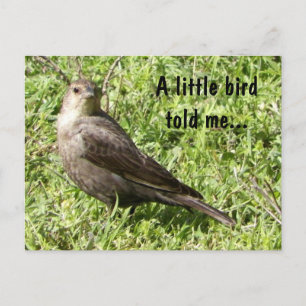 Postal Un Pequeño Pájaro Me Dijo - Postcard