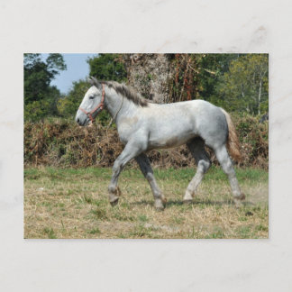 Postal Un percheron gris en Francia