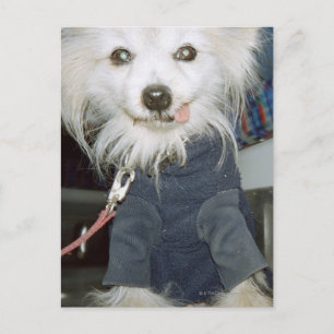 Postal Un perro blanco con ropa.