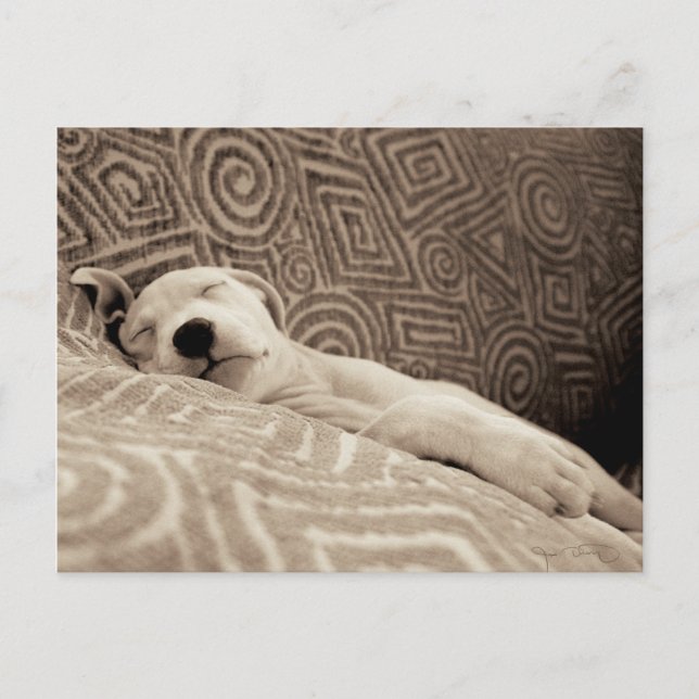 Postal Un perro cansado (Anverso)