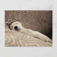 Un perro cansado