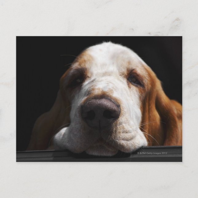 Postal Un perro de Basset descansando en la cabeza (Anverso)