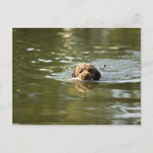 Postal Un perro lúdico se enfría en el calor del verano.