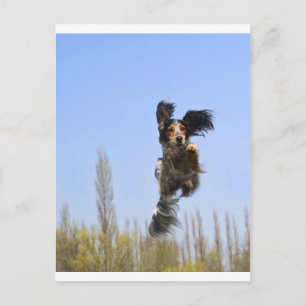 Postal ¡Un perro volador!