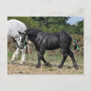Postal Un potro negro de Percheron en Francia